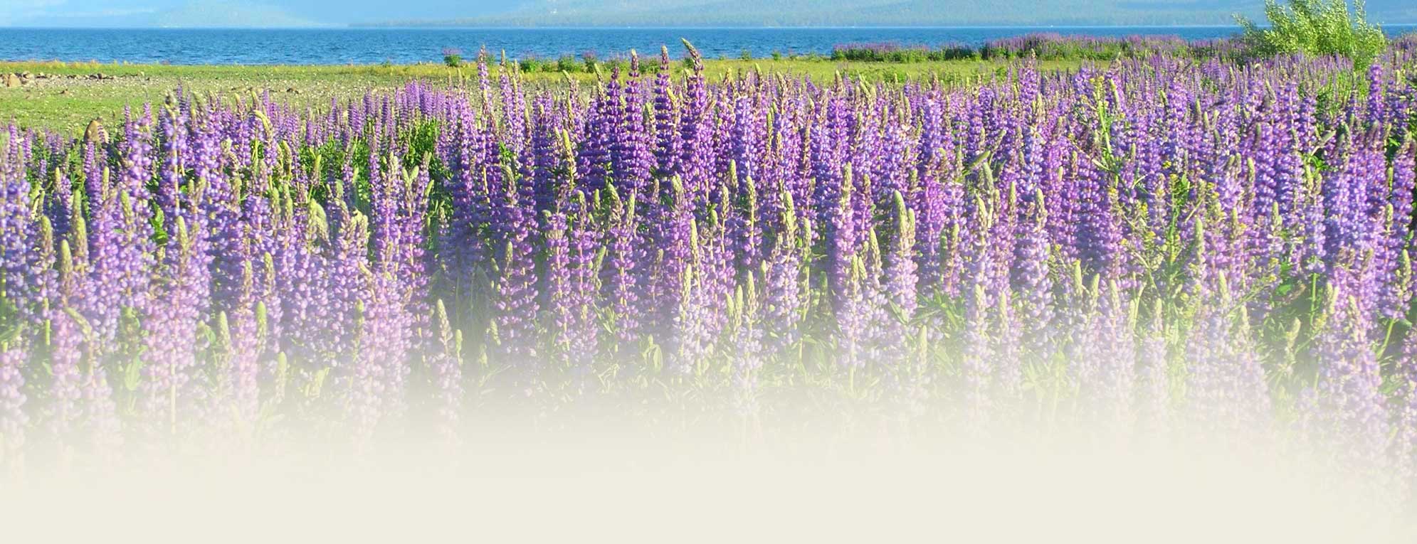 Purple lupine field in front of the lake and mountains in Lake Tahoe